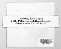 Trichaptum abietinum image